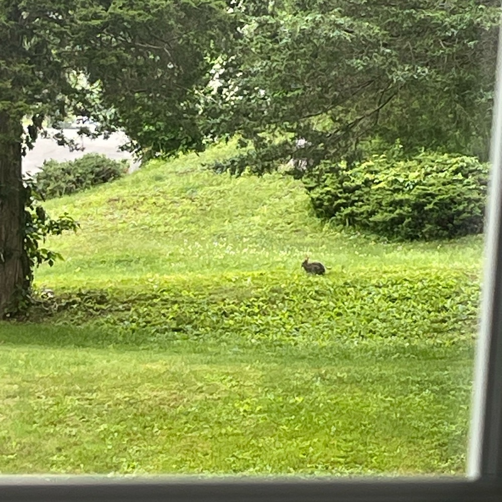 Bunny Time